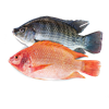 Picture of Live Fish Tilapia