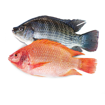 Picture of Live Fish Tilapia