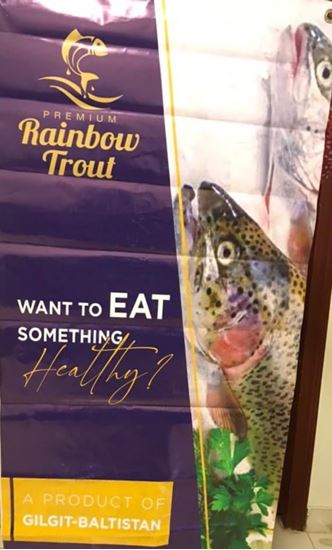 Picture of Rainbow Trout FIsh