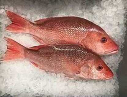 Picture of Red Snapper Fish (Heera)