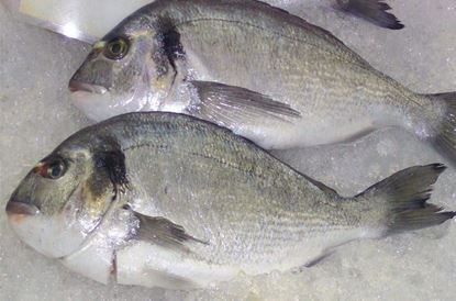 Picture of Granter Fish  (Dhotar)