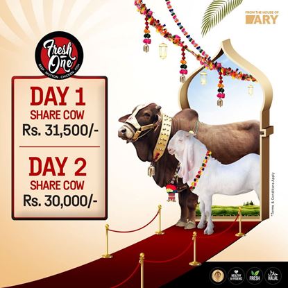 Picture of Cow- Share